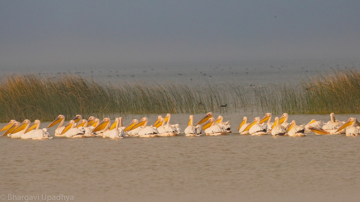 Great White Pelican - ML199805441