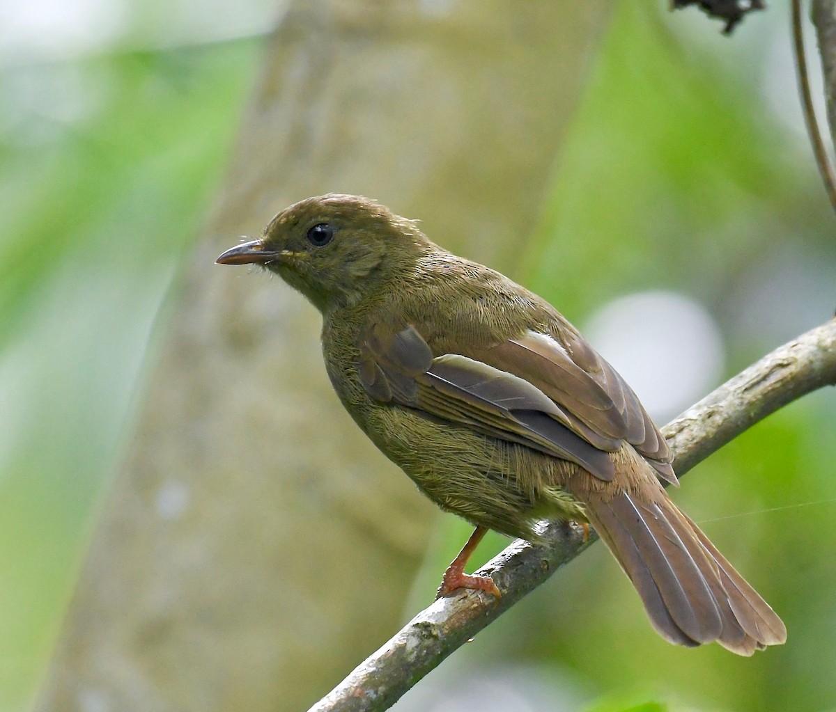 Little Greenbul - Theresa Bucher