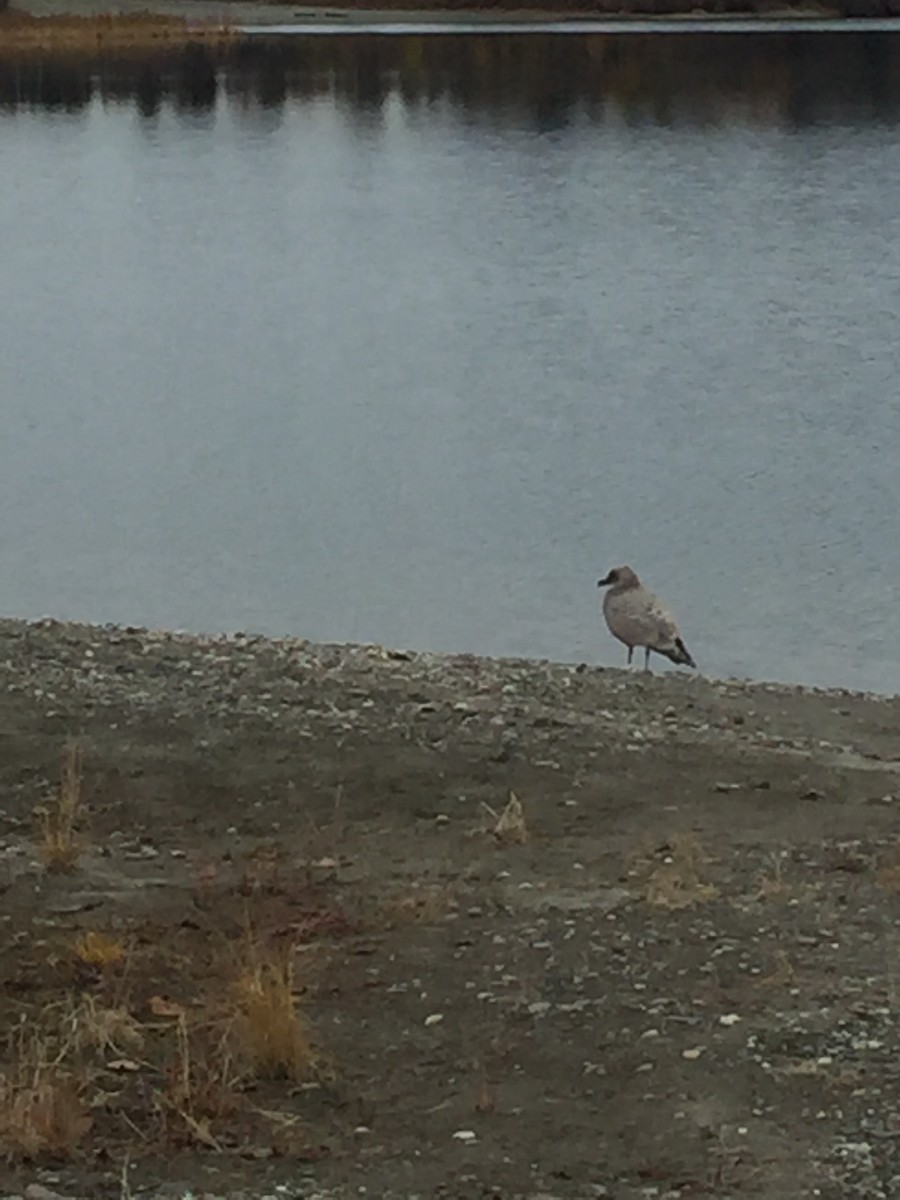 Iceland Gull (Thayer's) - ML199807541