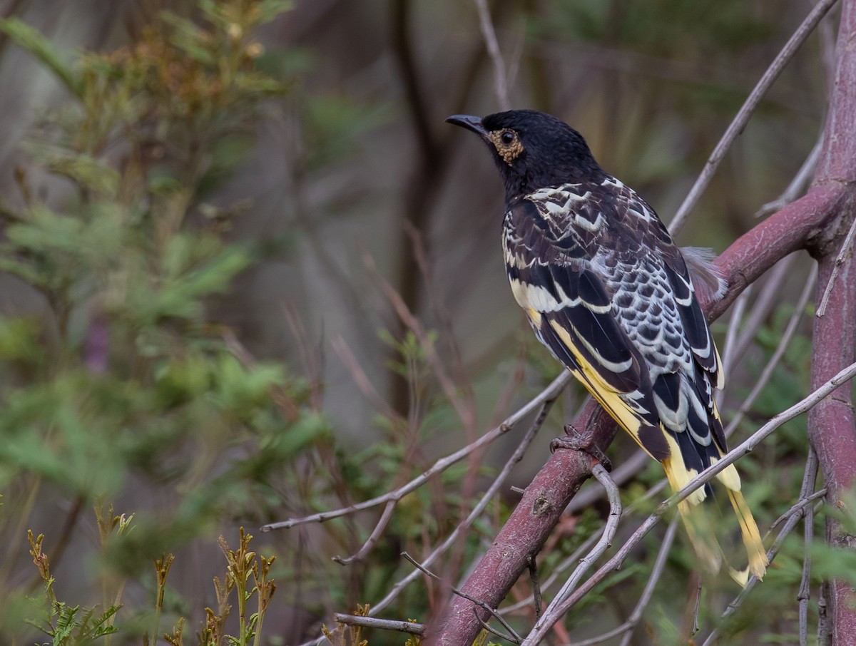 Regent Honeyeater - shorty w