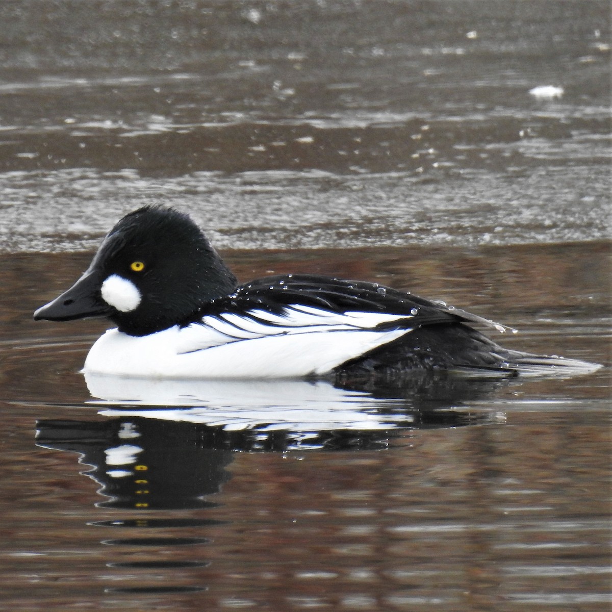 Common Goldeneye - Chipper Phillips