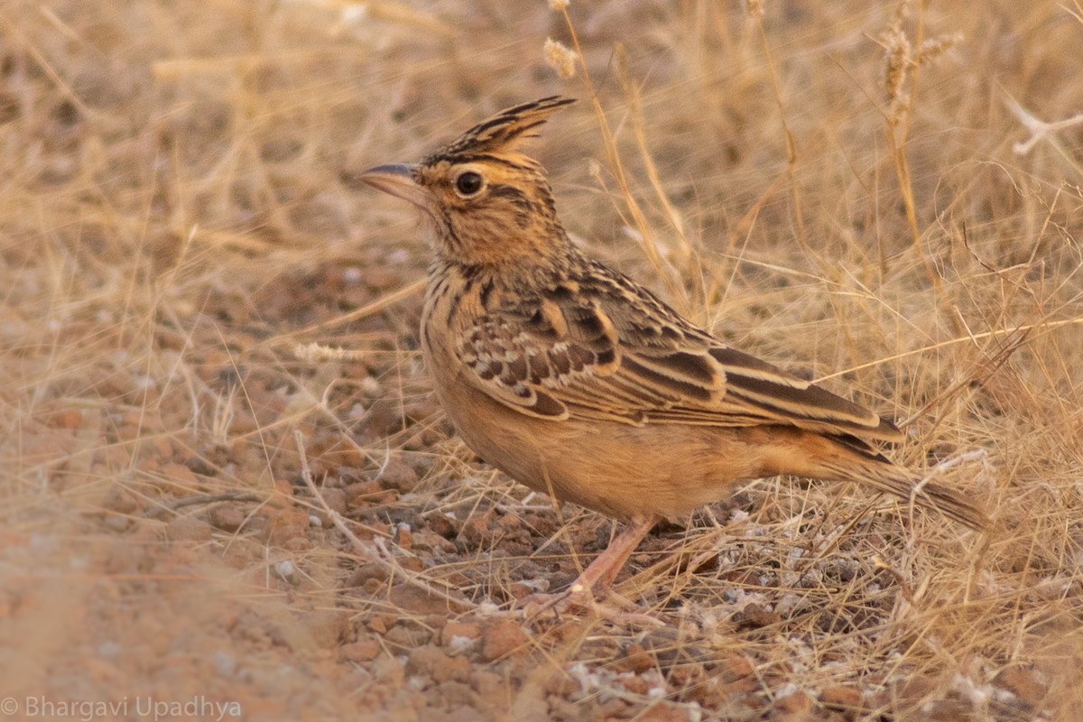 Tawny Lark - Bhargavi U