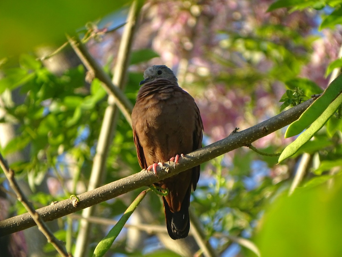 Ruddy Ground Dove - ML199813071