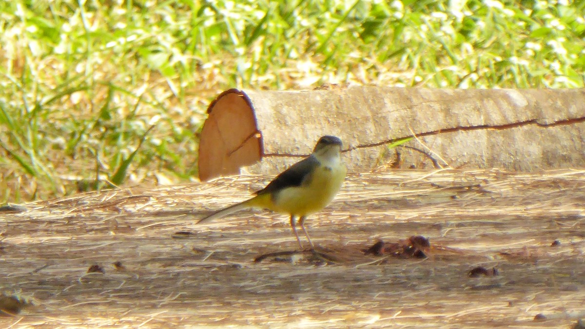 Gray Wagtail - Kim Cancino