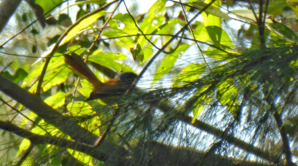 Blue-headed Fantail - ML199813171