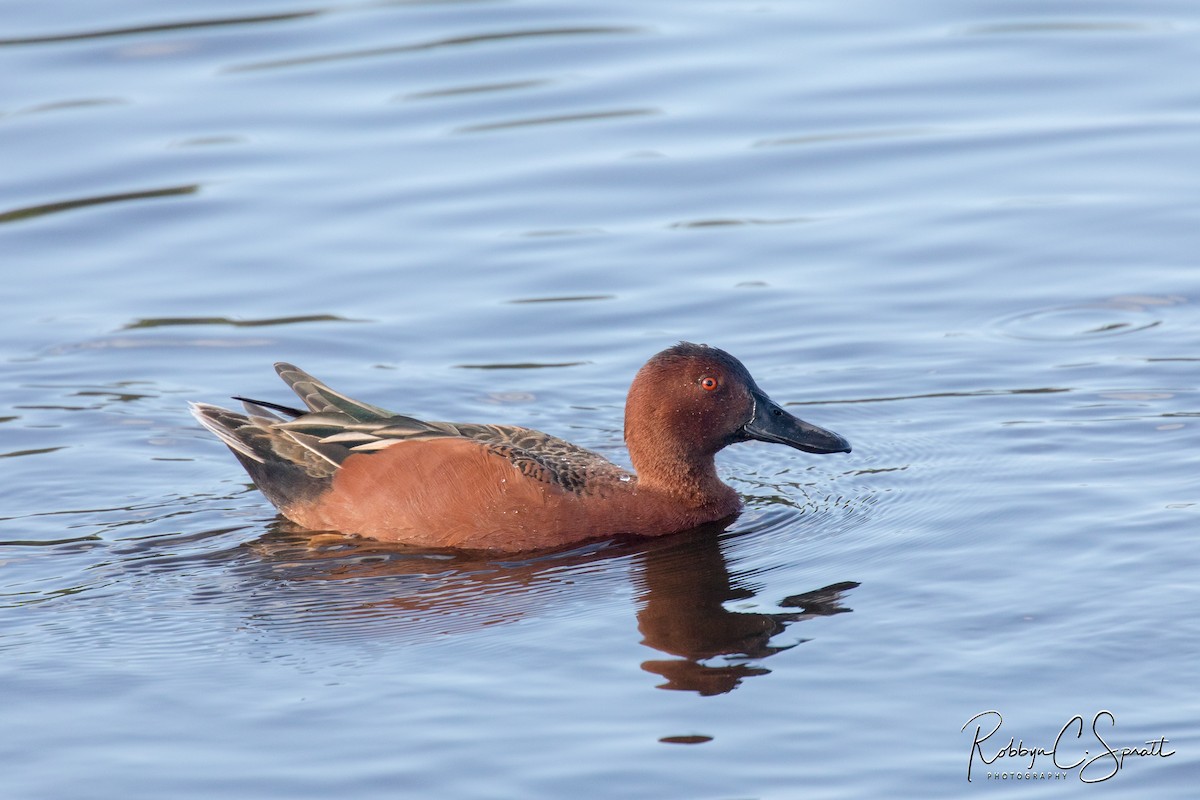 Cinnamon Teal - ML199813621