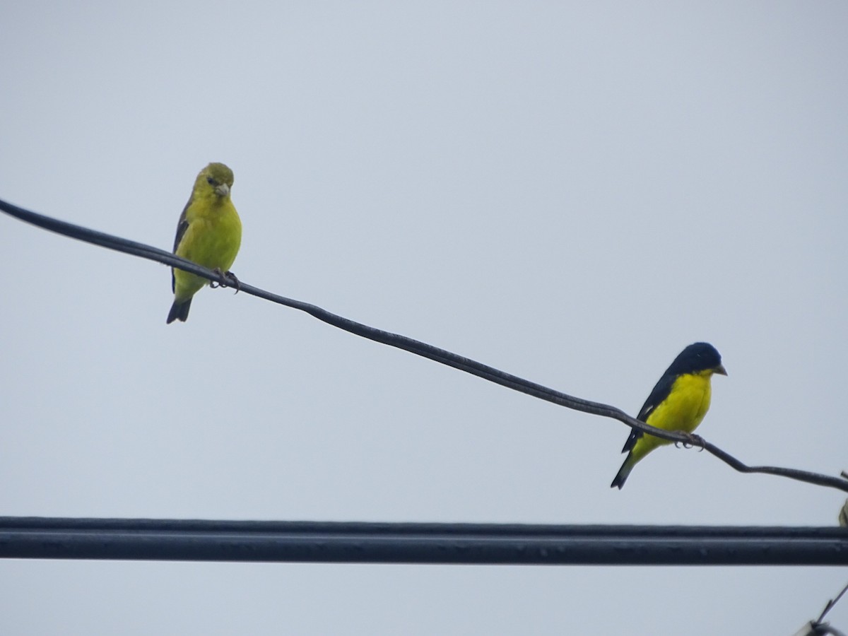 Lesser Goldfinch - ML199814461