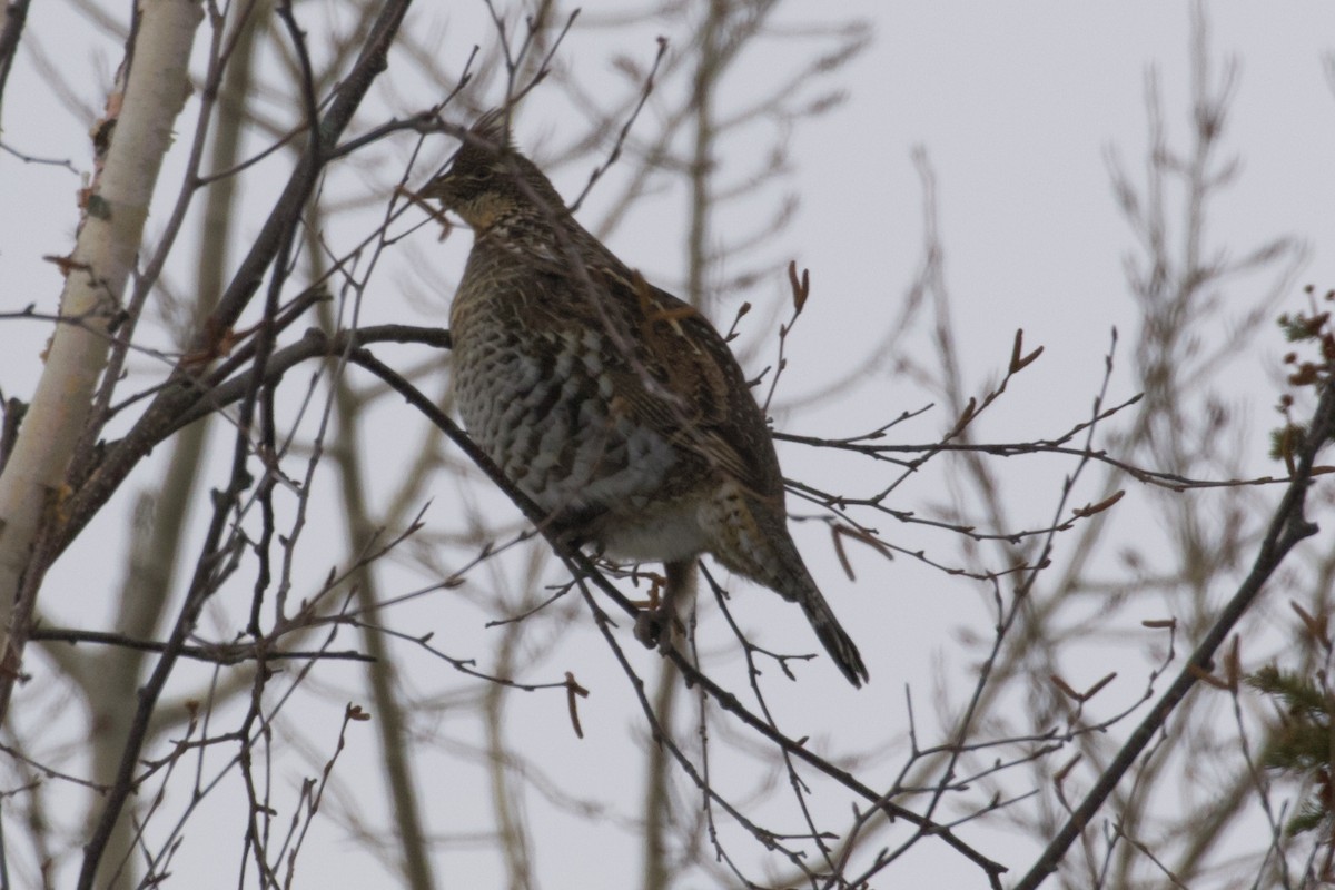 Ruffed Grouse - ML199815001