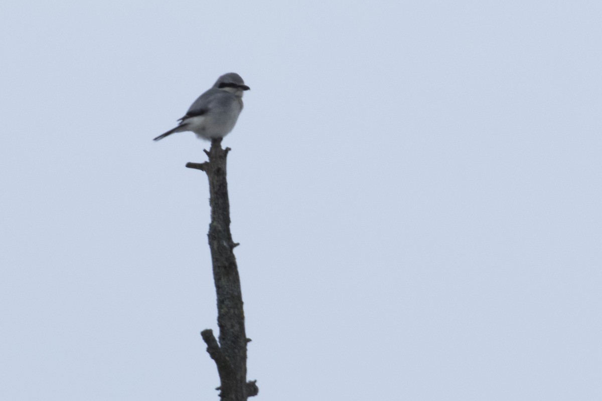 Northern Shrike - ML199815151