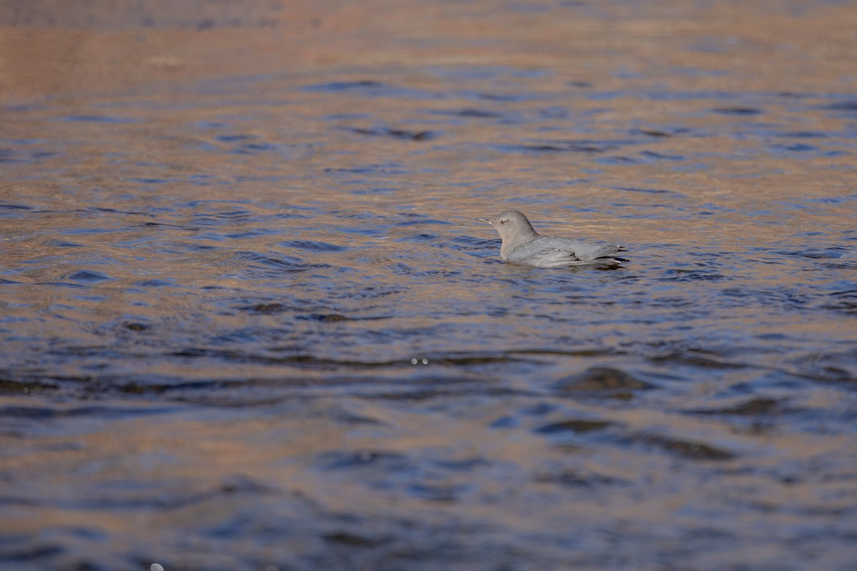 American Dipper - ML199815731