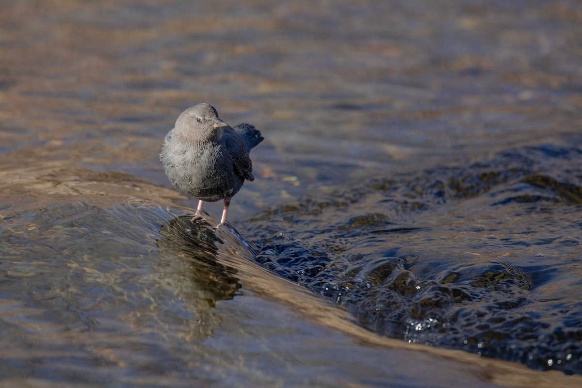 American Dipper - ML199815741