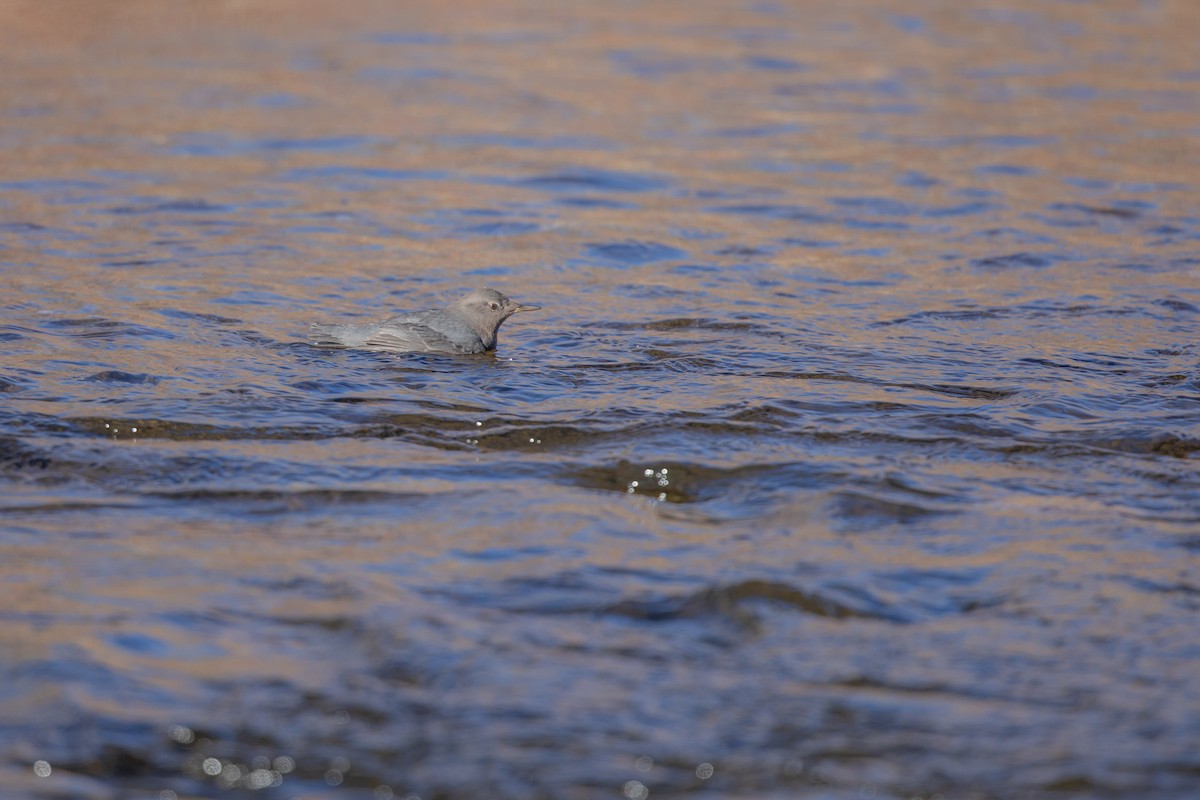 American Dipper - ML199815751