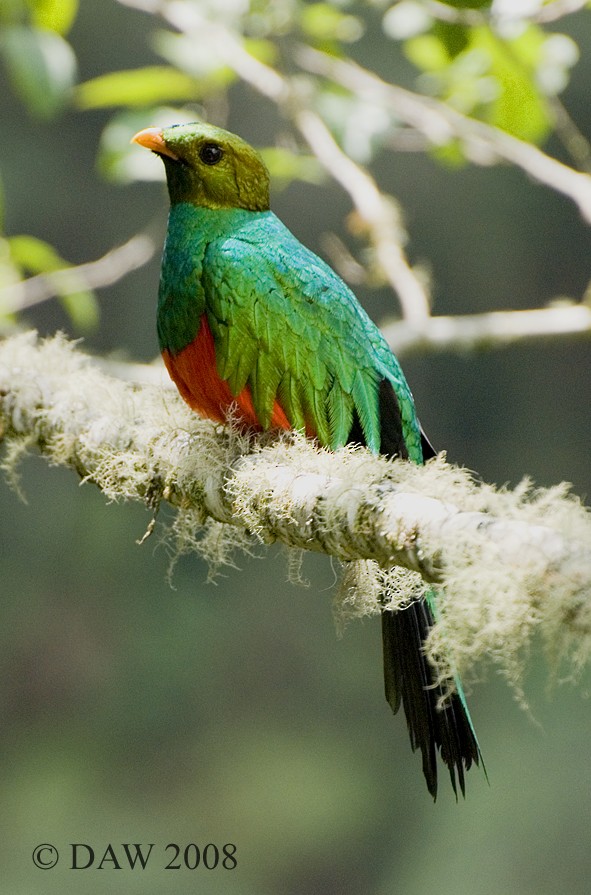 Golden-headed Quetzal - ML199815971