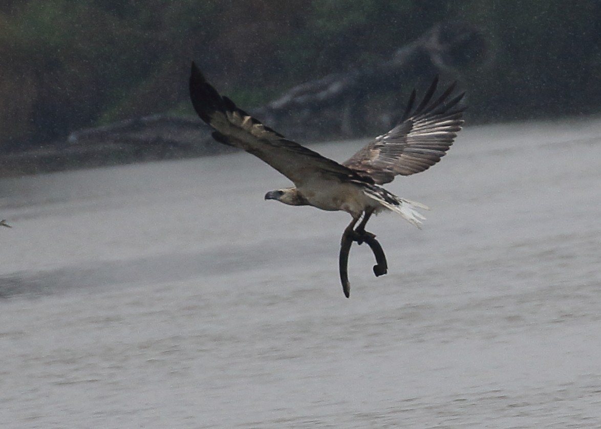 White-bellied Sea-Eagle - ML199818161