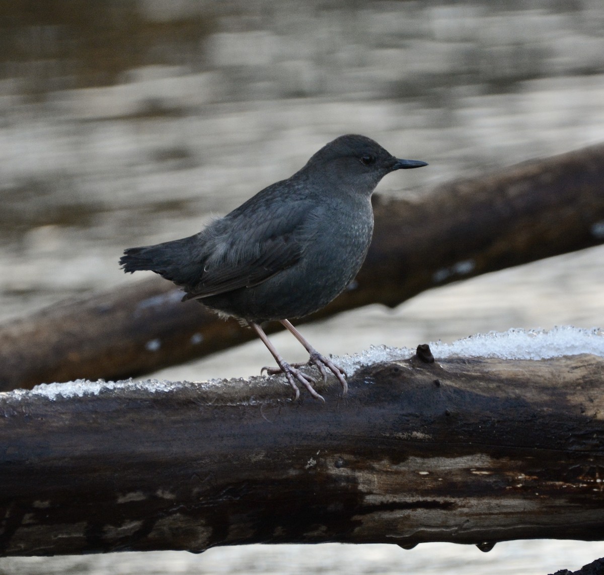 American Dipper - ML199819411