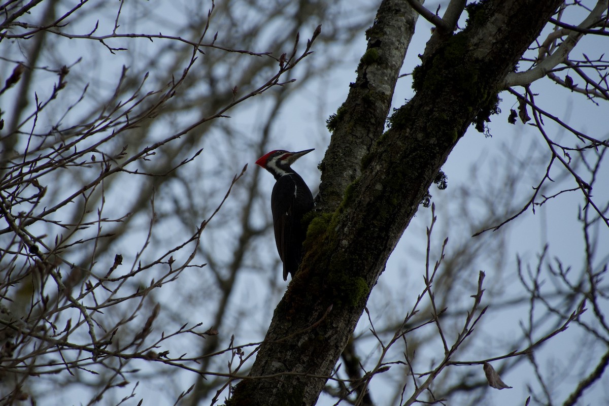 Pileated Woodpecker - Tom Myers