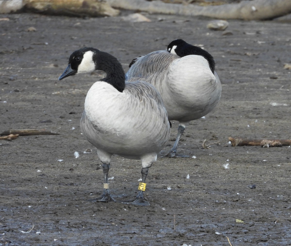 Canada Goose - Dale Floer