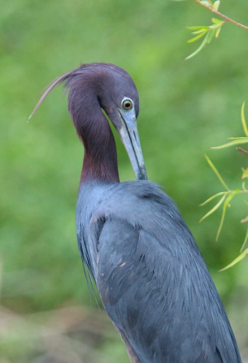 Little Blue Heron - Robert McMorran