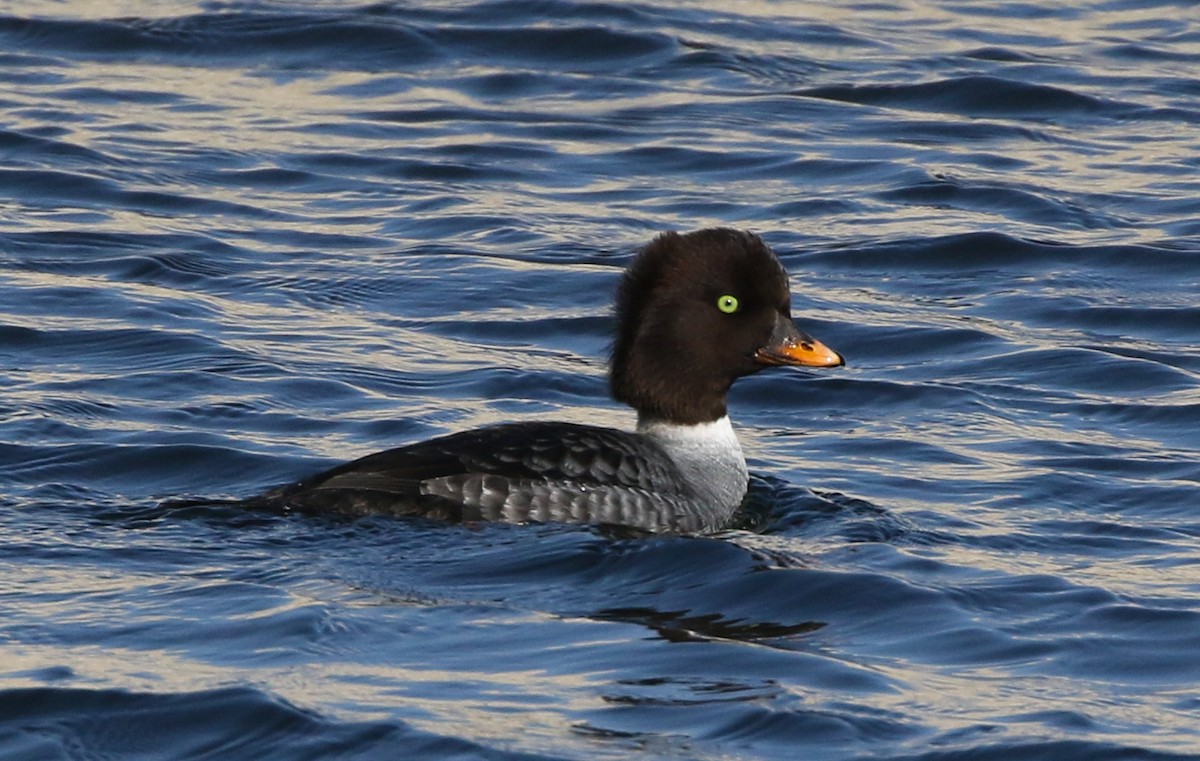 Barrow's Goldeneye - Tom Benson