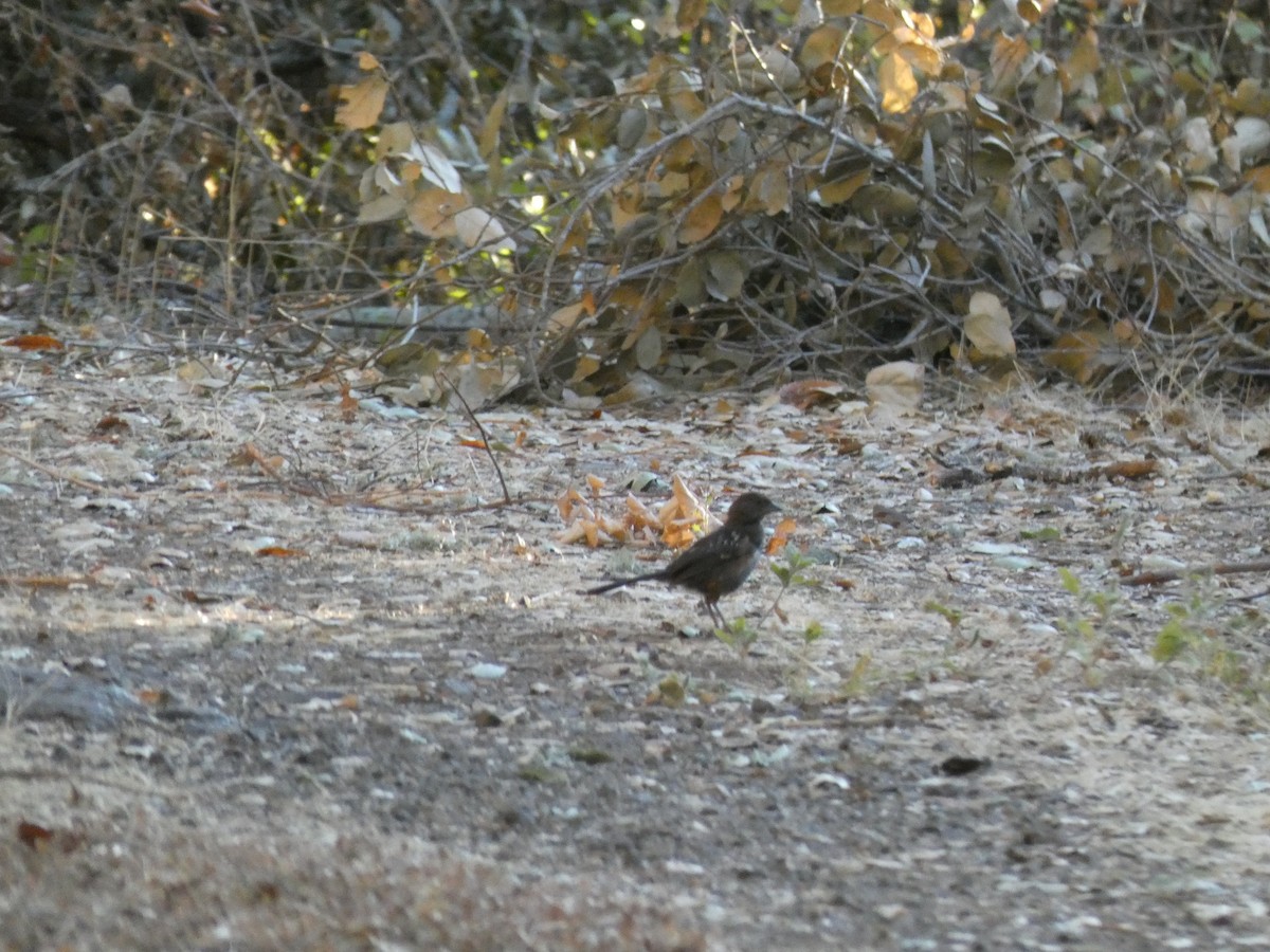 Spotted Towhee - ML199825371
