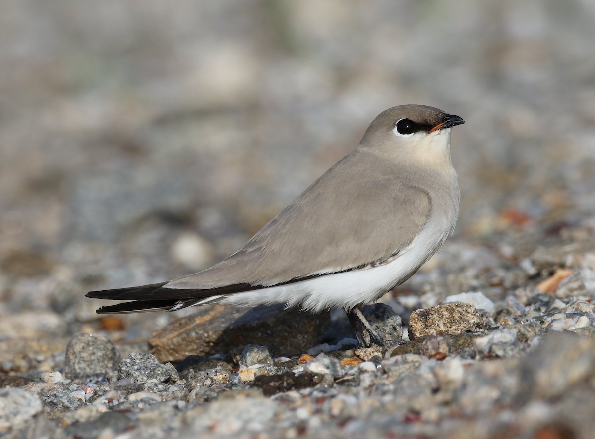 Small Pratincole - ML199826521