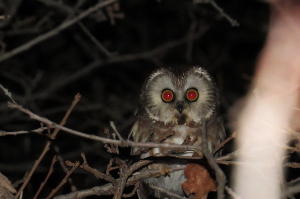 Northern Saw-whet Owl - ML199827301