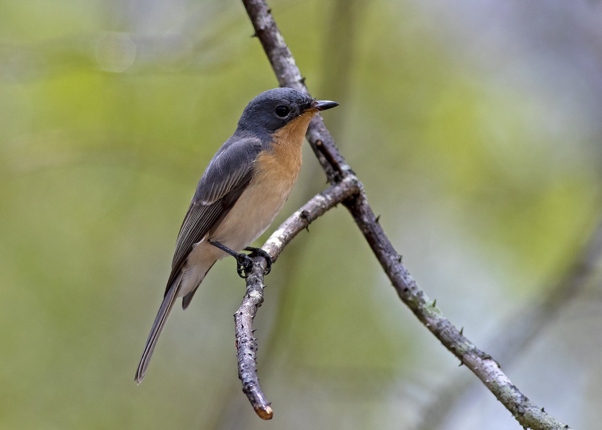 Leaden Flycatcher - ML199827351