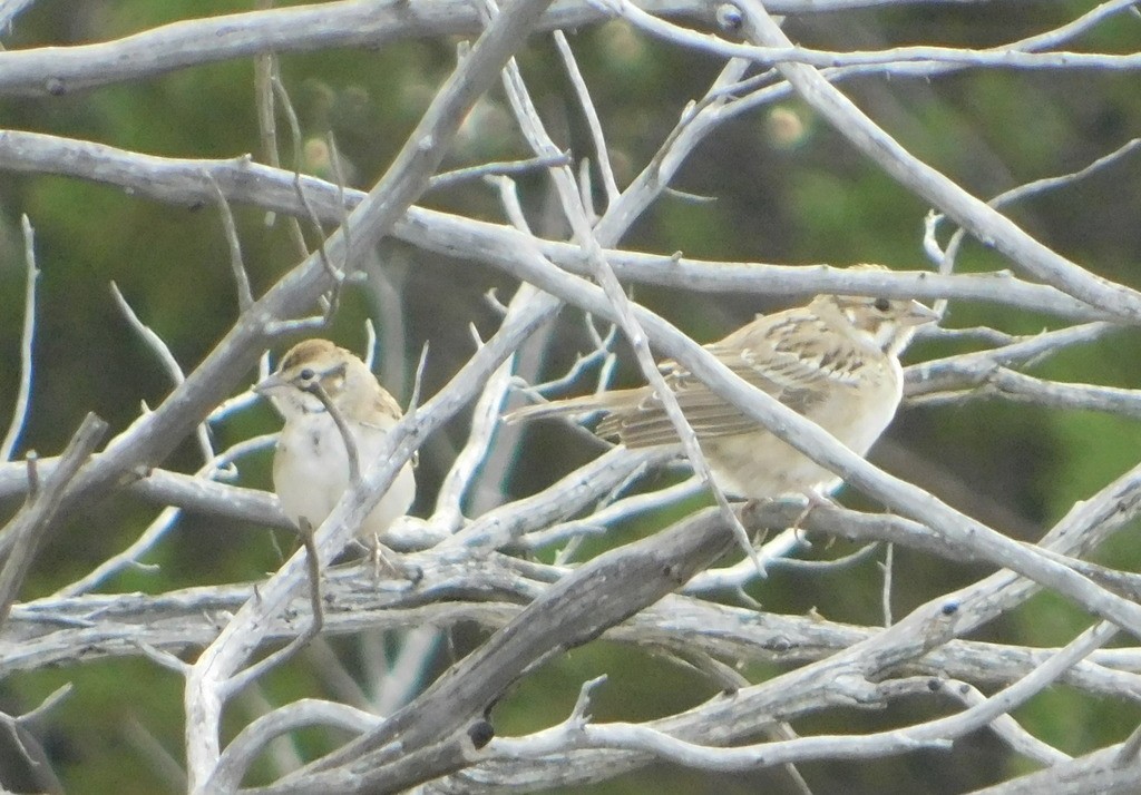 Lark Sparrow - ML199828661