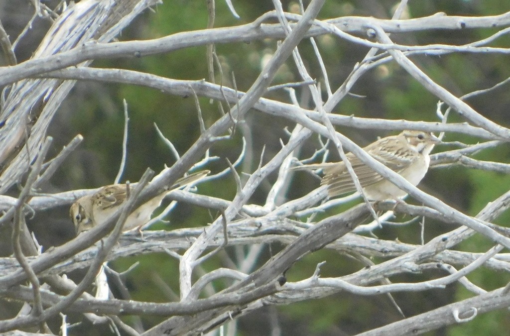 Lark Sparrow - ML199828671