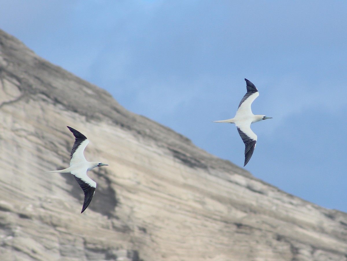 Red-footed Booby - ML199828711