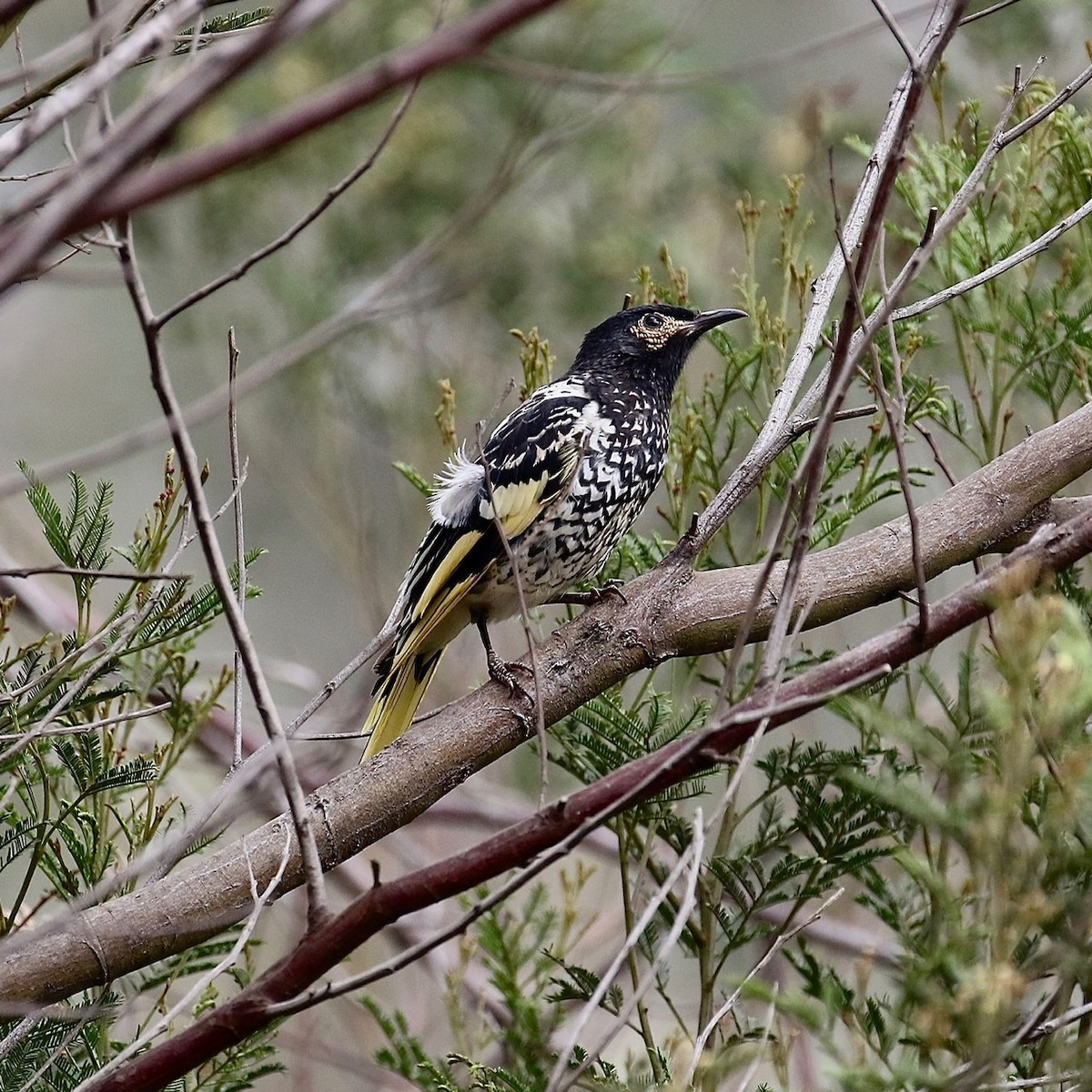 Regent Honeyeater - Lindell Emerton