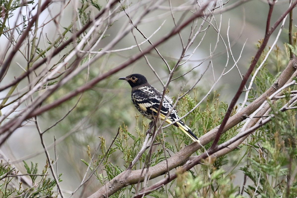 Regent Honeyeater - Lindell Emerton