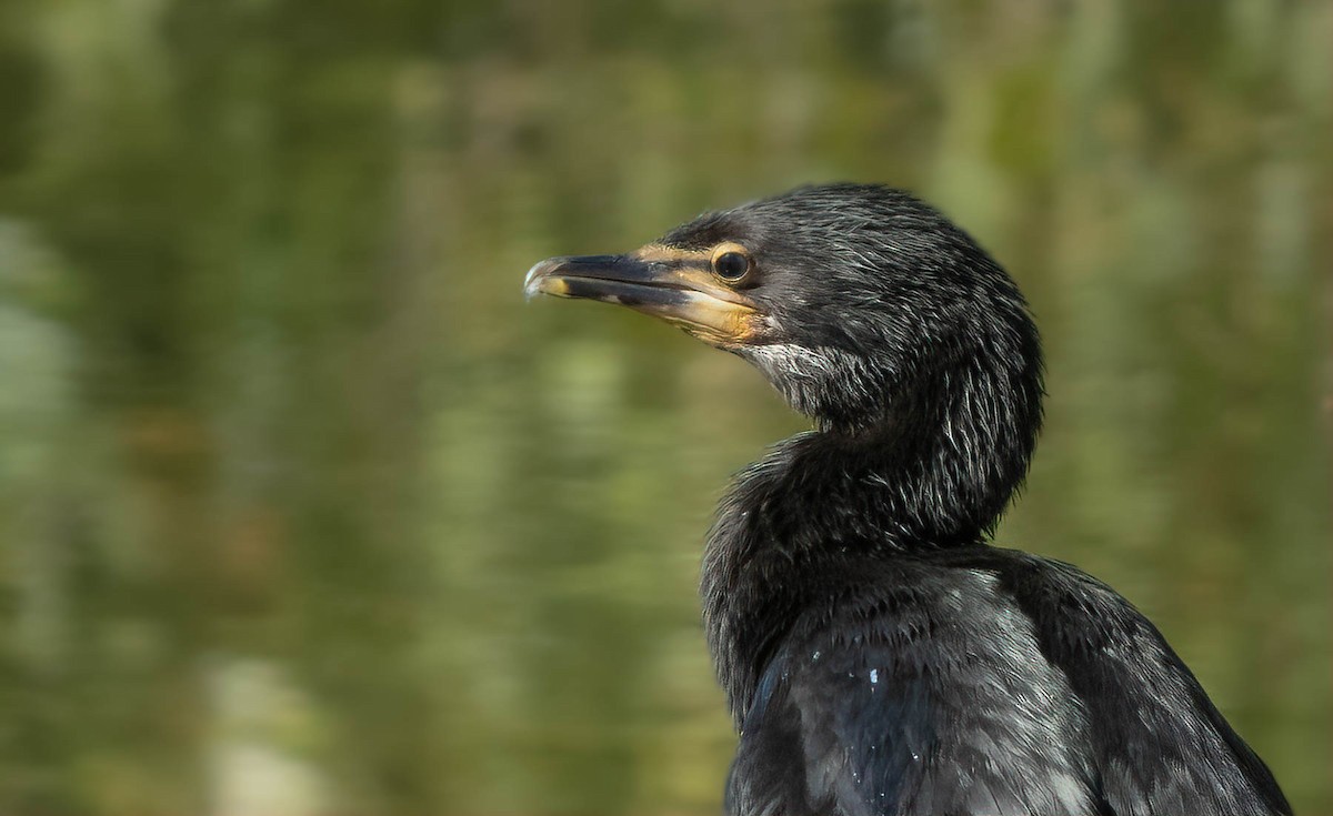 鸕鷀科 - ML199830471