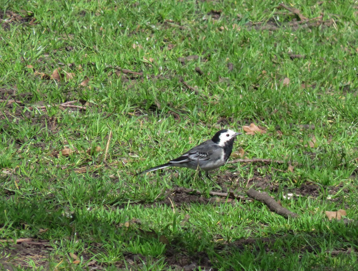 White Wagtail (British) - ML199831881