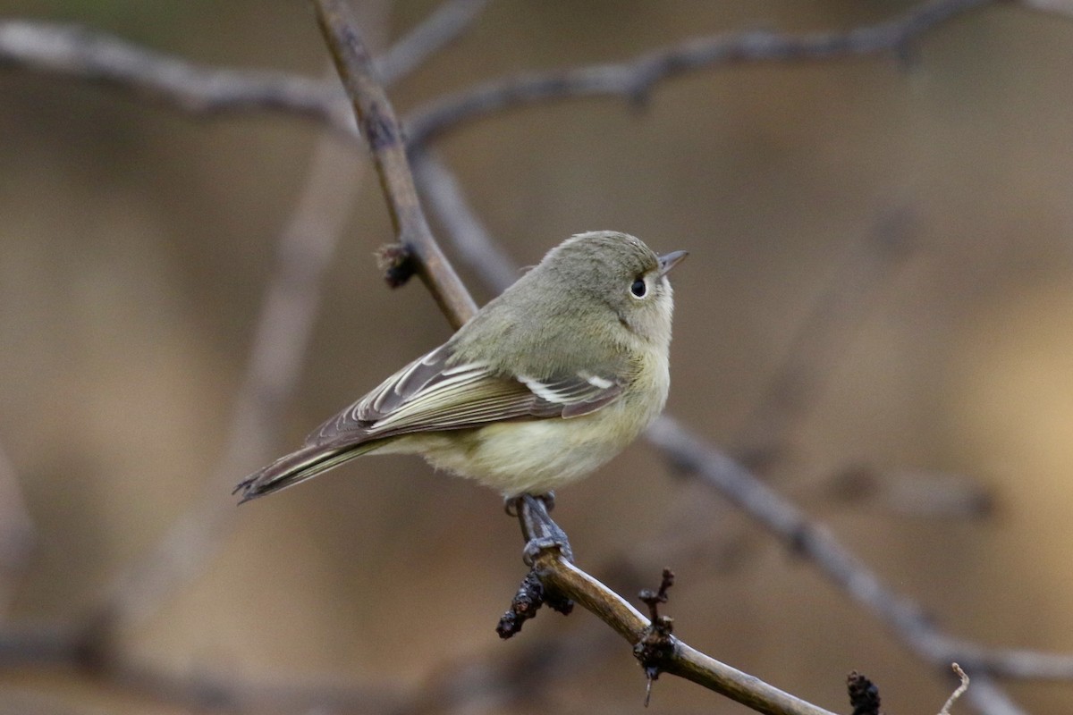 Hutton's Vireo - ML199833101