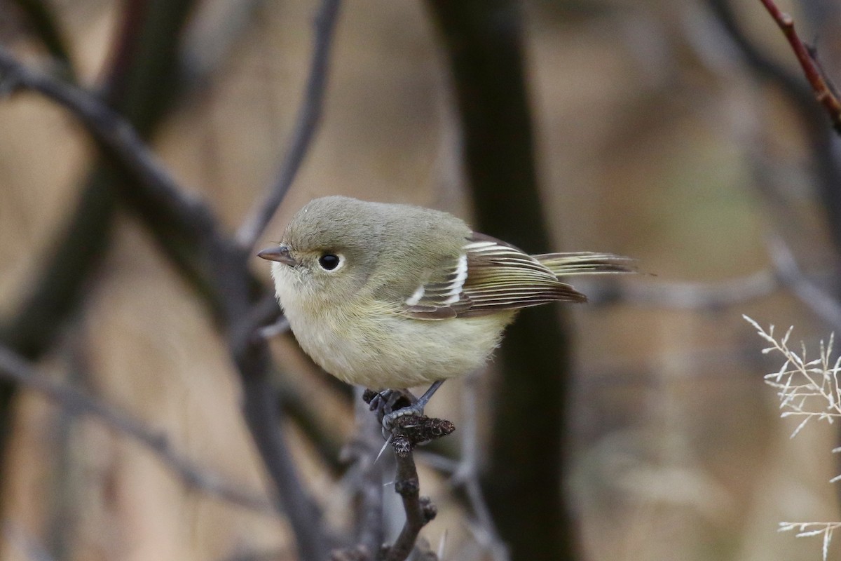 Hutton's Vireo - Victor Stoll