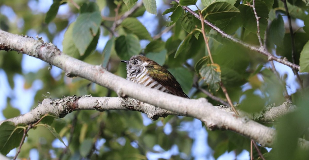 Shining Bronze-Cuckoo - Bryn Sheppard