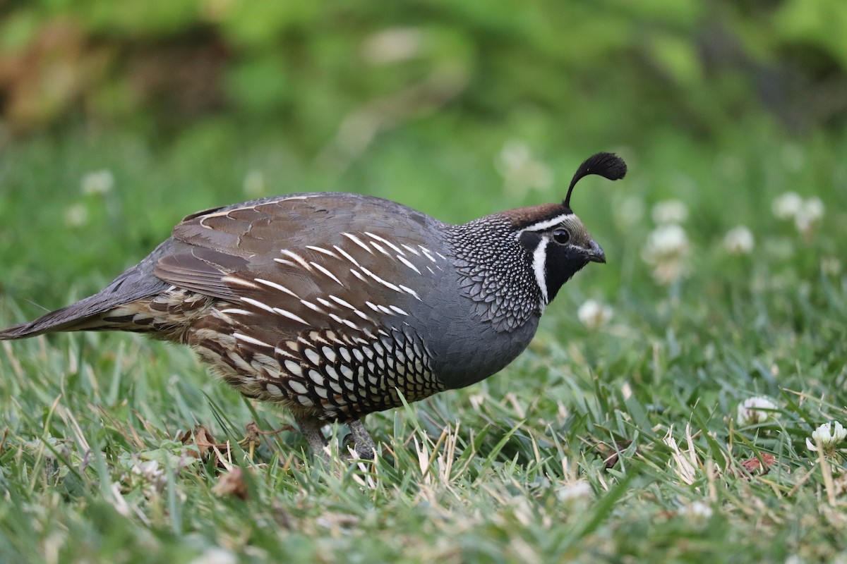 California Quail - Bryn Sheppard