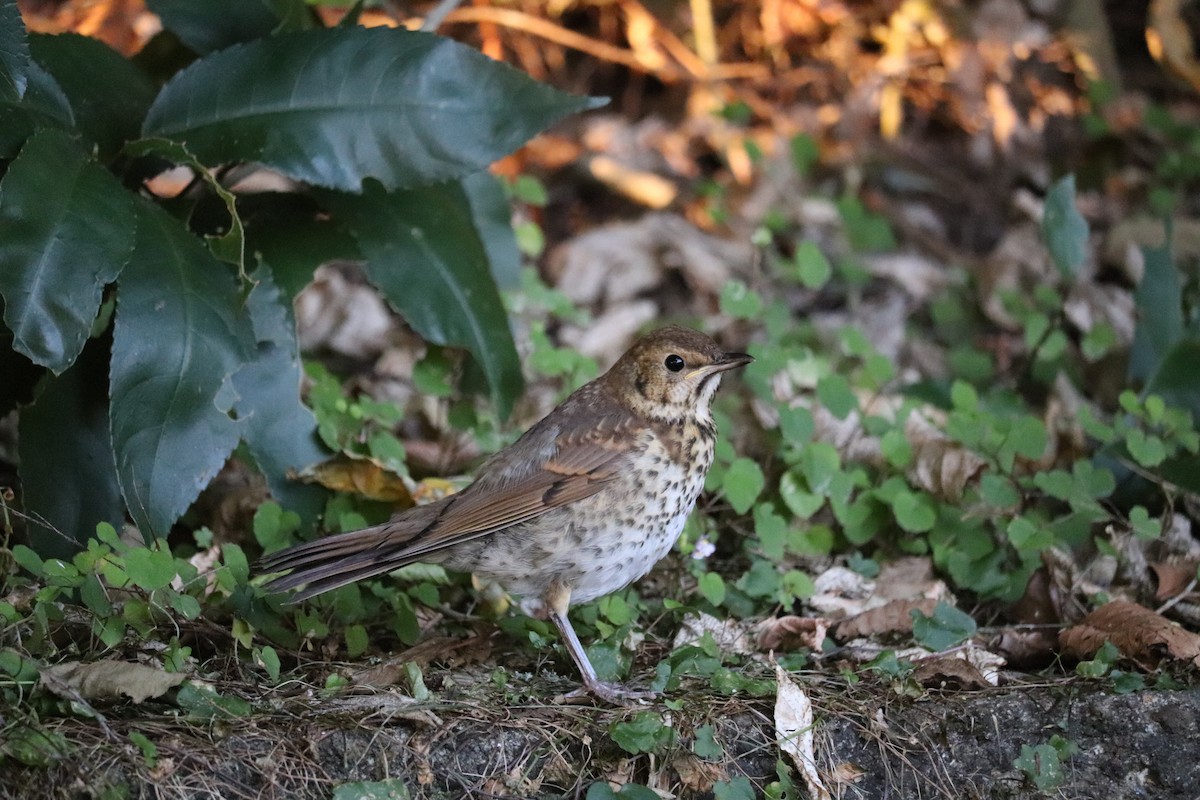 Song Thrush - ML199833321