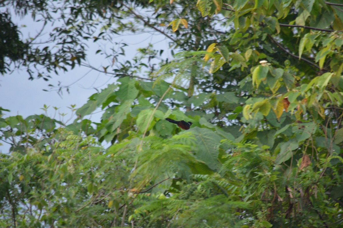Chestnut-winged Cuckoo - ML199833591