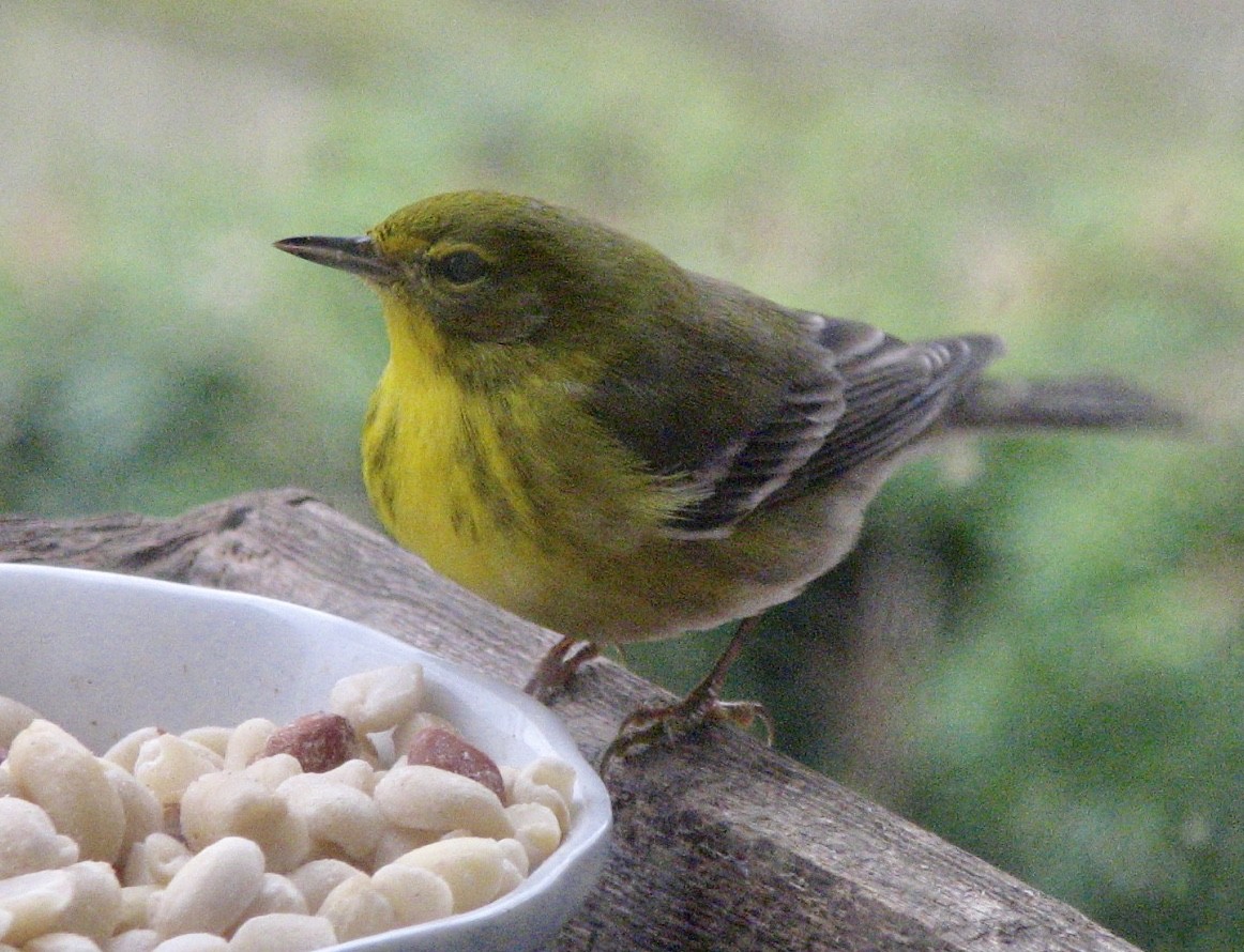 Pine Warbler - ML199834611