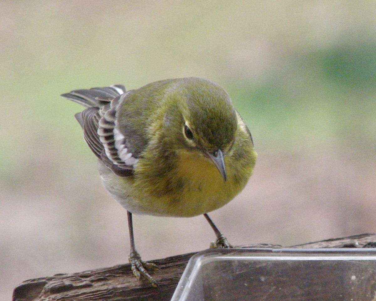 Pine Warbler - ML199834621