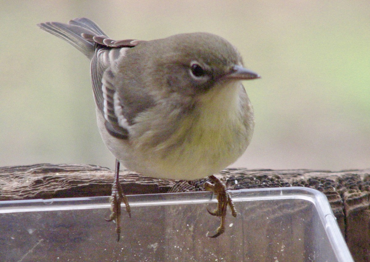 Pine Warbler - ML199834631