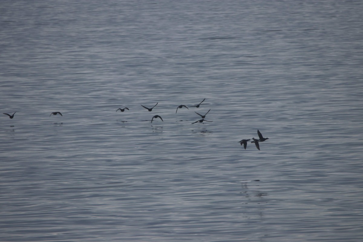 Long-tailed Duck - ML199836021