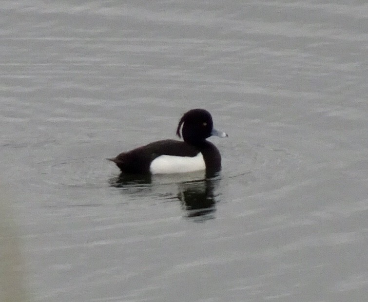 Tufted Duck - ML199836101