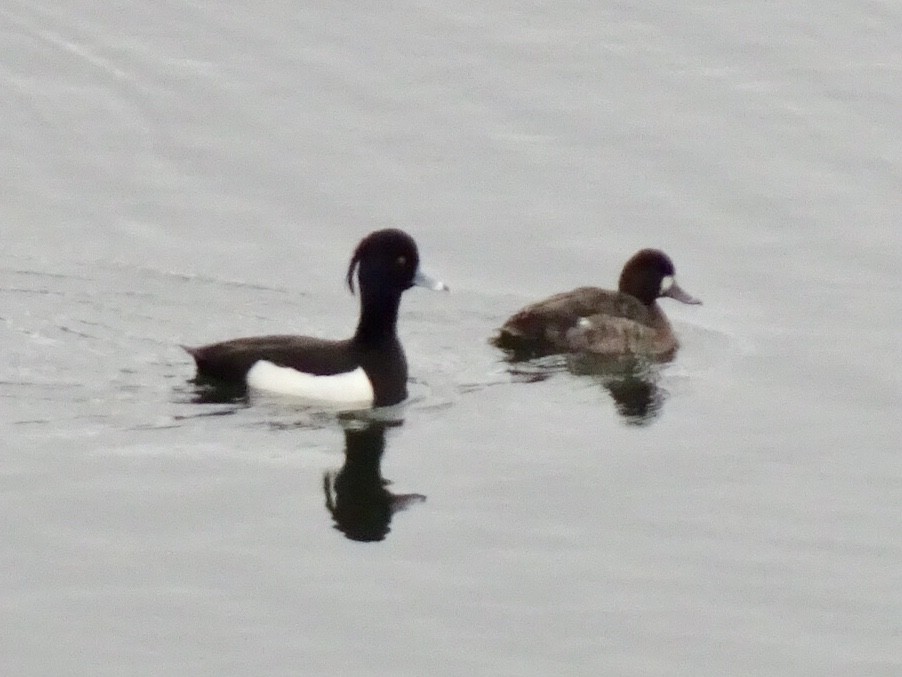 Tufted Duck - ML199836121