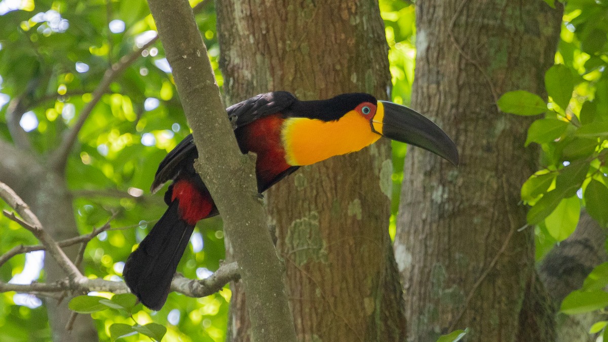 Channel-billed Toucan - ML199836331