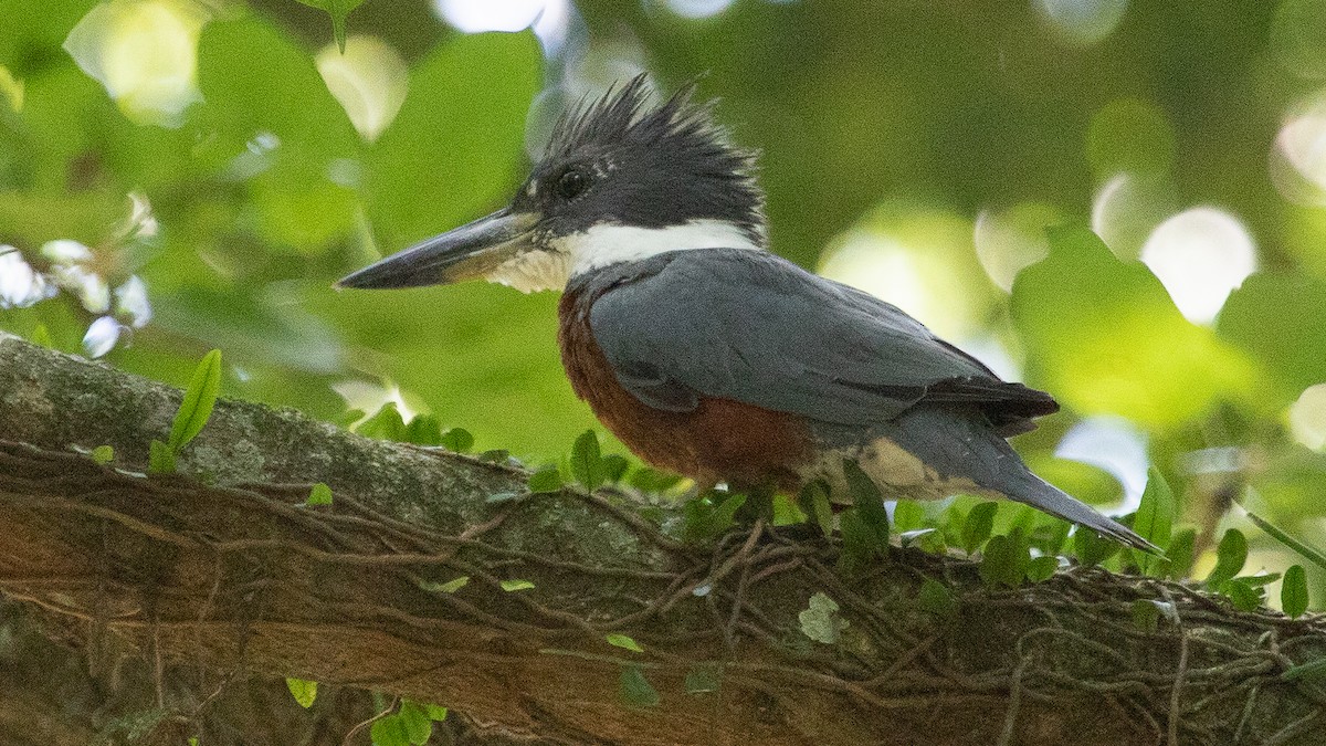 Martín Gigante Neotropical - ML199836391