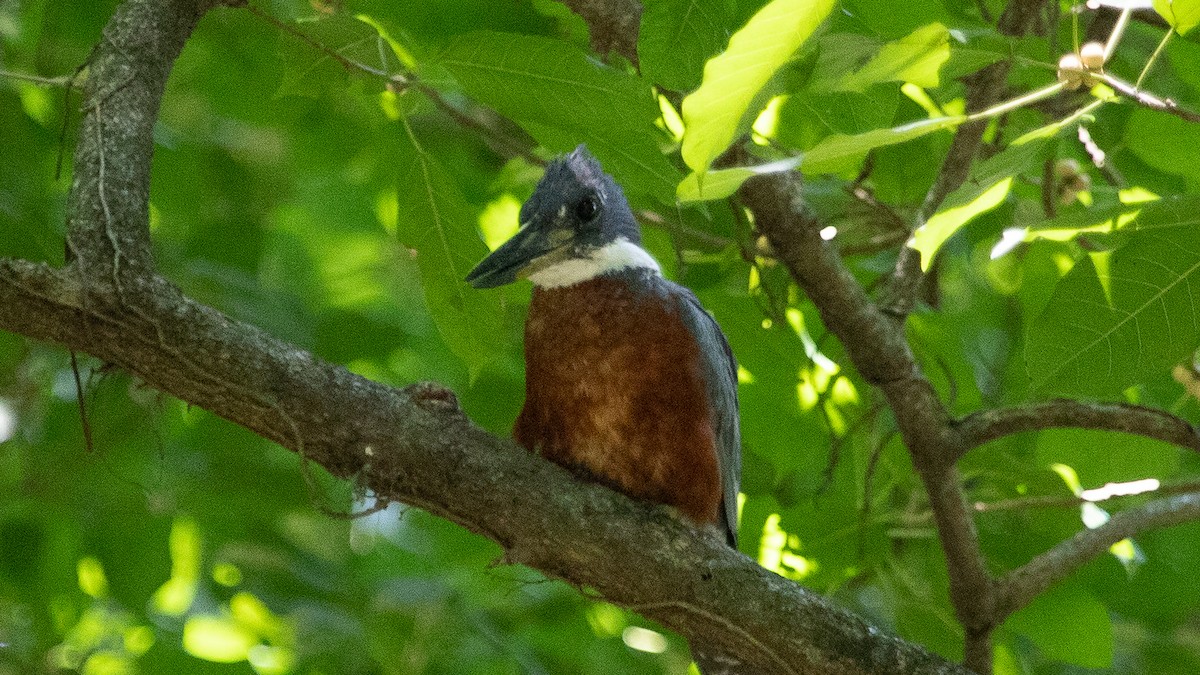 Ringed Kingfisher - ML199836401