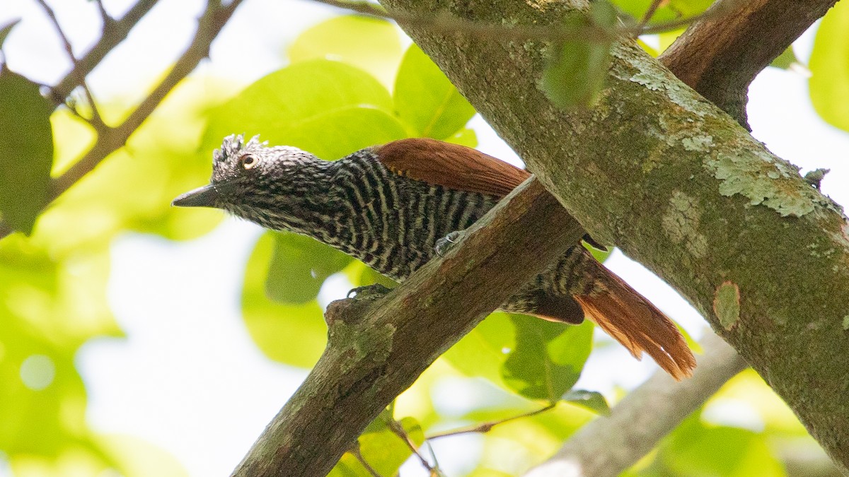 Chestnut-backed Antshrike - ML199837321